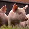 Alertă la granița României după apariția unui focar de pestă porcină africană în Ungaria / Autoritățile române monitorizează situația