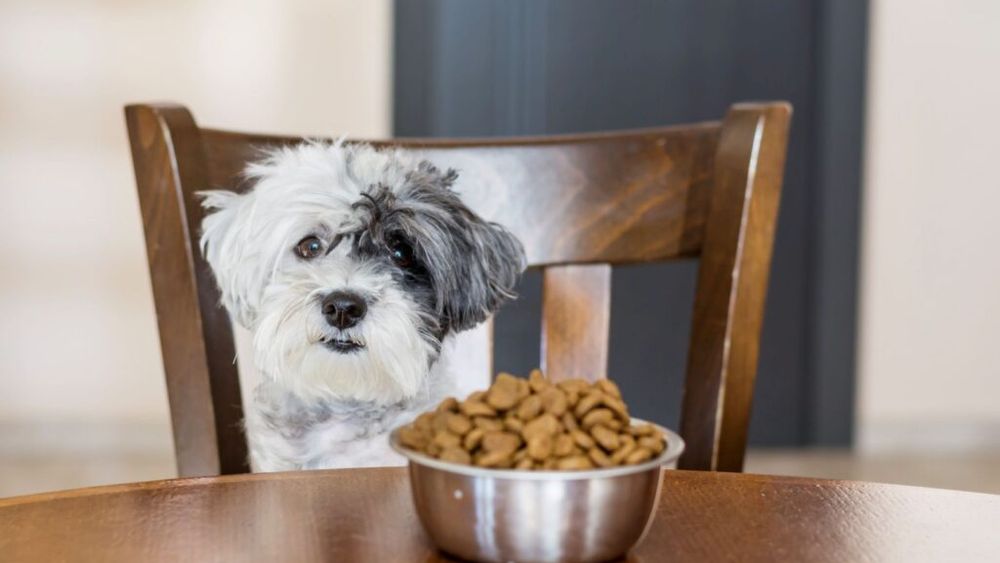 Nestlé investește masiv în nutriție personalizată și terapii pentru animale de companie: Ce urmează pentru pisici și câini