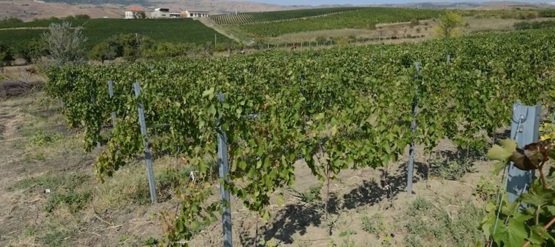 Dealu Mare, pe lista celor mai frumoase regiuni viticole din Europa / Zona românească, remarcată la Travelbook Award 2026