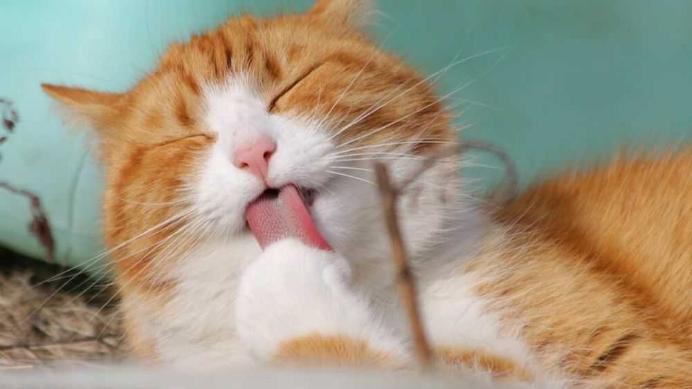 Sunt sigure dietele cu hrană crudă pentru pisici? Descoperă riscurile și beneficiile