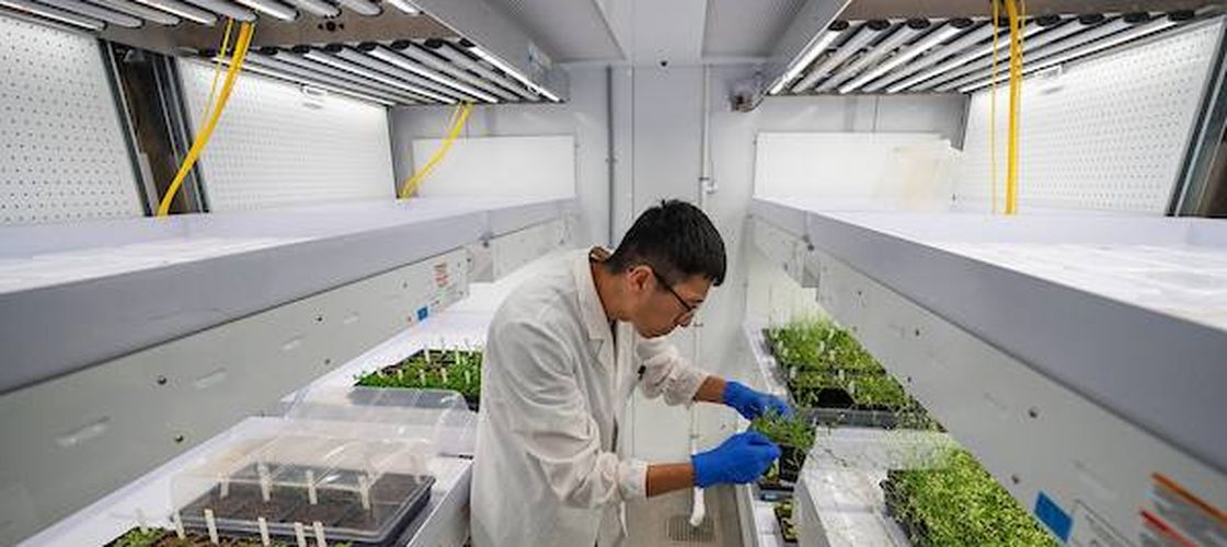 De ce cercetătorii din Texas au trimis semințe de struguri în spațiu / Acestea vor fi expuse radiațiilor cosmice, iar după revenirea pe Pământ, semințele spațiale vor fi replantate!
