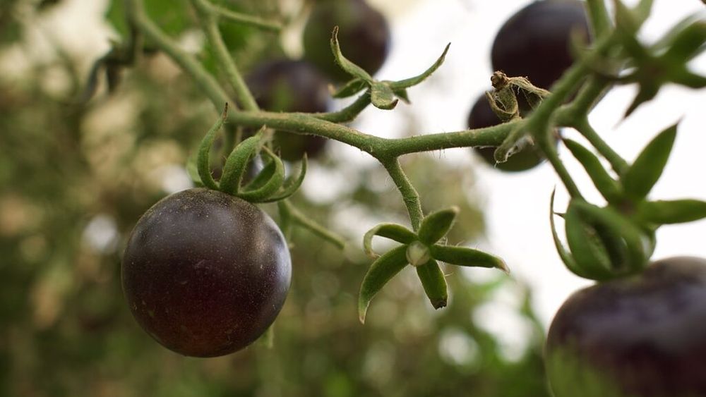 Roșia neagră: Cum se cultivă și cum o îngrijești până la recoltă / Cu un gust unic, bogată în antioxidanți și relativ ușor de cultivat, este o alegere excelentă pentru grădinarii amatori și profesioniști deopotrivă