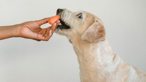 Importanța proteinelor în alimentația câinilor: Cum influențează blana, pielea și sistemul imunitar