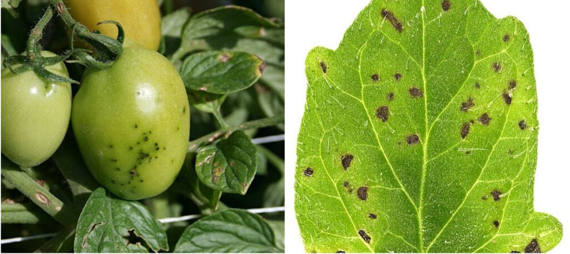 Producători naturali de ploaie/ Cum împrumută ciupercile secretele bacteriilor pentru a controla vremea