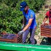 Raport european: exploatarea muncitorilor agricoli a crescut cu peste 70% în ultimii ani / Agricultura continuă să depindă puternic de forța de muncă sezonieră din afara Uniunii Europene