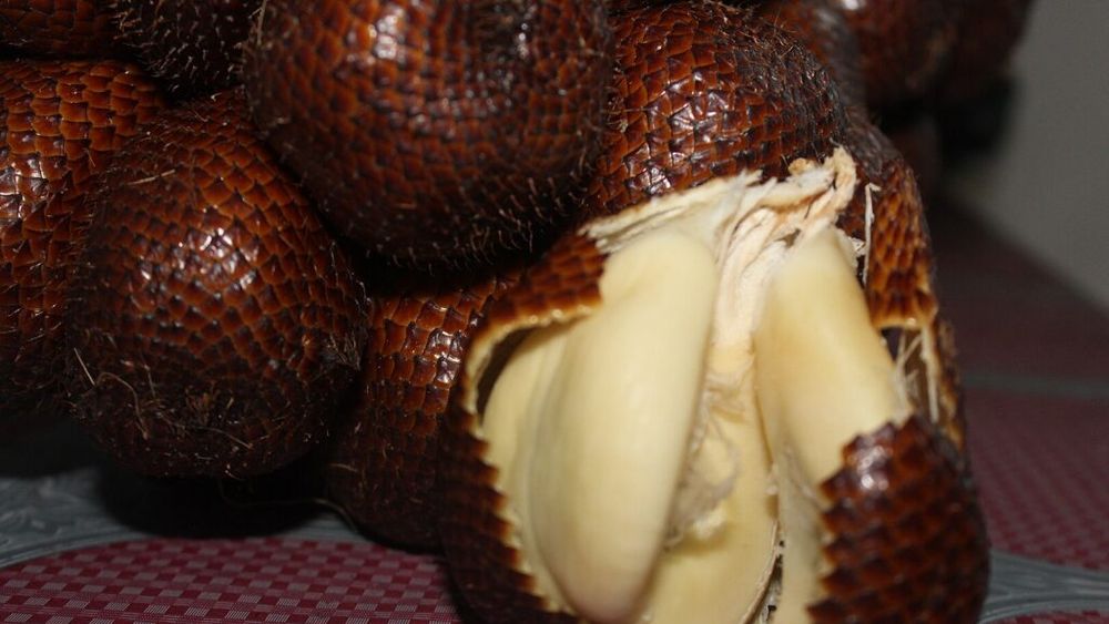 Importator: Interesul pentru salak (fructul șarpelui) este în creștere în Olanda / Fructul are beneficii extraordinare pentru sănătate