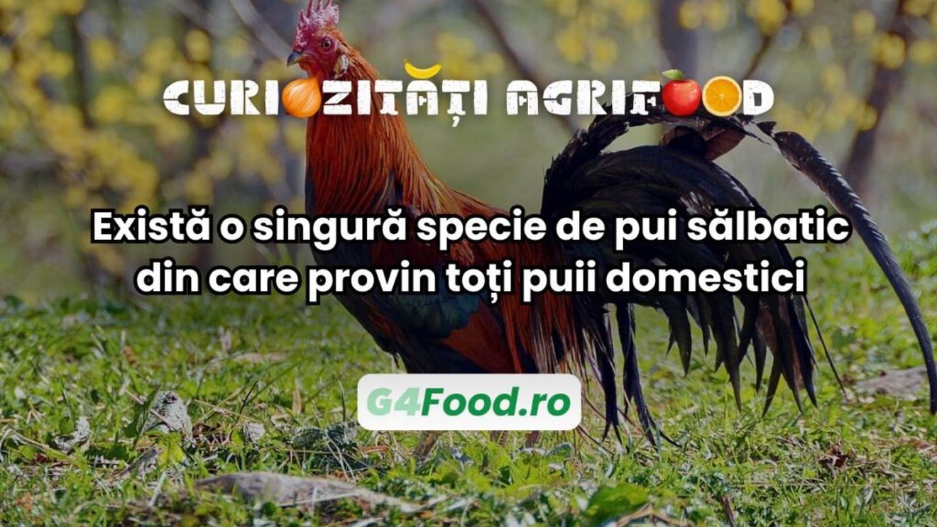 Curiozitate agri-food | Există o singură specie de pui sălbatic din care provin toți puii domestici