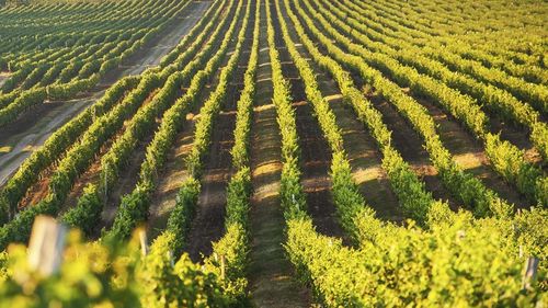 Producția de vin a României în 2025, estimată la 4 milioane de hectolitri / ONVPV: „Recolta din acest an a fost influențată de condițiile climatice variabile”