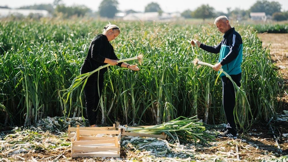 Producătorii locali au livrat peste 60 de milioane de fructe şi legume proaspete în magazinele Carrefour, în ultimul an / Compania colaborează, în prezent, cu 28 de cooperative