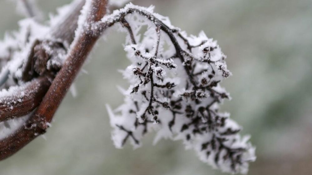 Ungaria solicită ajutor financiar din partea Comisiei Europene pentru pomicultorii păgubiți de înghețul puternic din aprilie / Peste 17.000 ha afectate