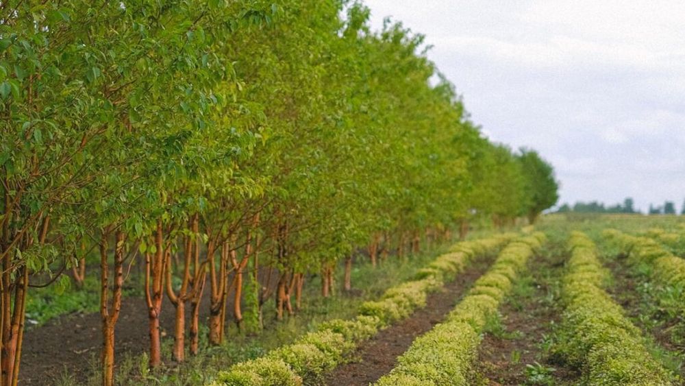 Ce este agroforestry, conceptul de agricultură care îmbină cultivarea plantelor agricole cu arborii și/sau creșterea animalelor