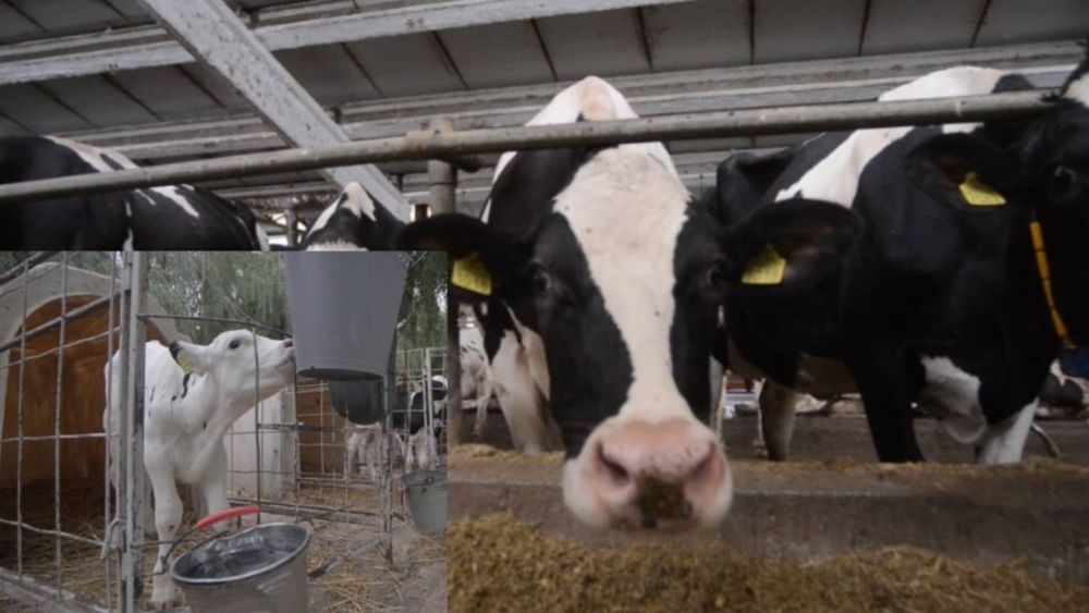 Fermier cu valoare adăugată | De la lapte crud la brandul de produse lactate „TU!”, cu ajutorul fondurilor europene: „Am internalizat complet procesul de producție”