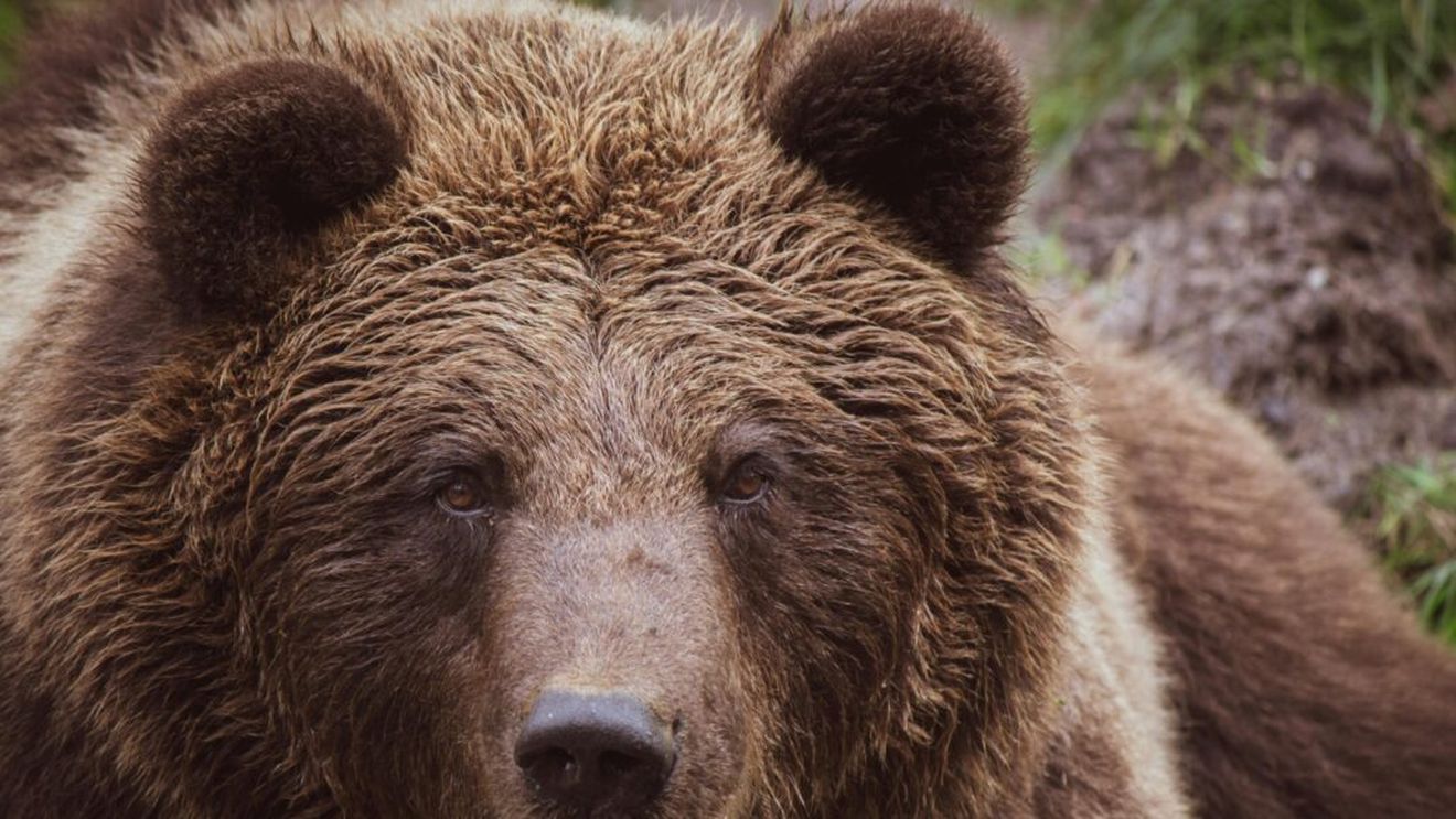 Vâlcea: Un urs a sfâşiat o vacă la o stână din comuna Perişani