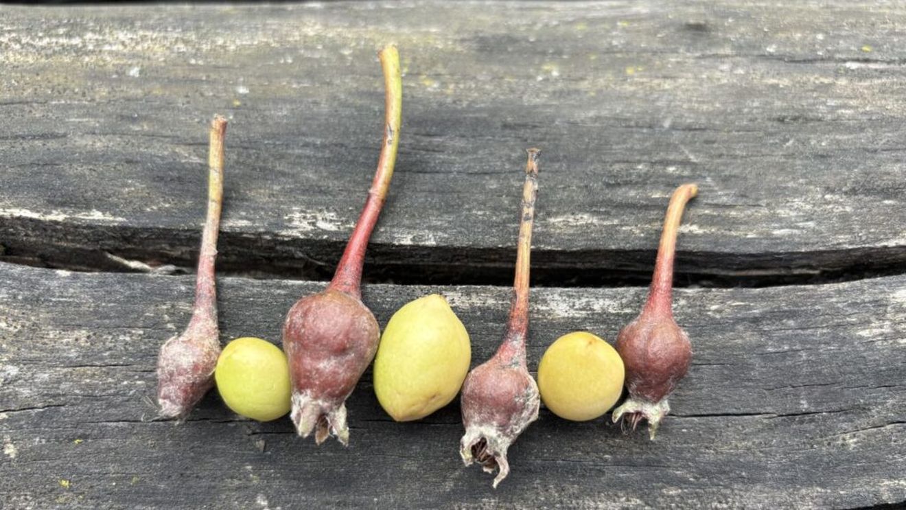 De ce cad fructele din pomi fără să ajungă la maturitate? / Diferența dintre avortare și efectele stresului termic / Cât de eficiente sunt soluțiile anti-îngheț