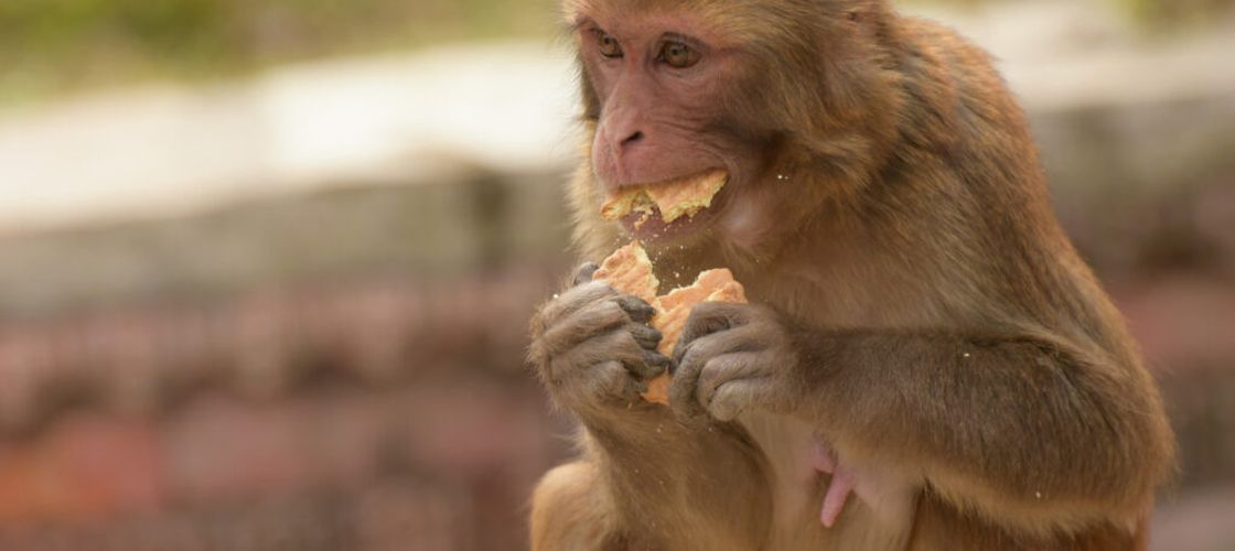 De ce mănâncă pământ maimuțele din Gibraltar / Turismul și junk food-ul le schimbă comportamentul