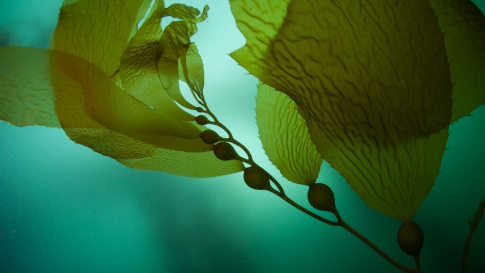 Climă: Dispariţia pădurilor subacvatice ameninţă peştii şi crustaceele / În anumite locuri, câteva mii de tone de biomasă de alge au dispărut, afectând ecosistemul și pescuitul