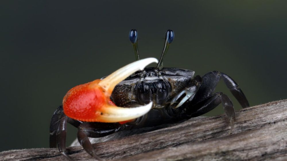 Crabi care „mănâncă” microplastice / Micile viețuitoare le pot transforma în nanoplastice, care apoi pot ajunge rapid în lanțul trofic și în produsele marine consumate de oameni / Cât de periculoase pot fi, conform studiilor