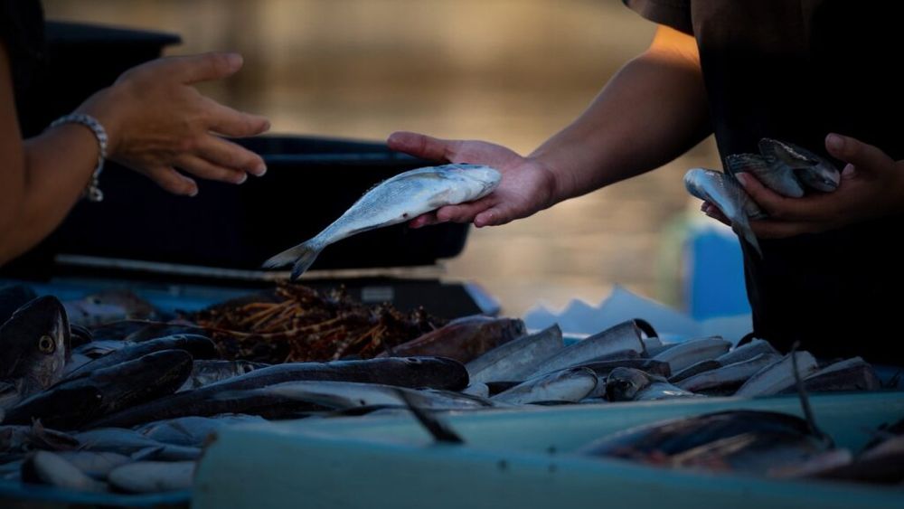 Peştele, nelipsit de pe masa de Paşte în Deltă / Reţeta, spusă „dintr-o suflare”, a unei plachii din peşte