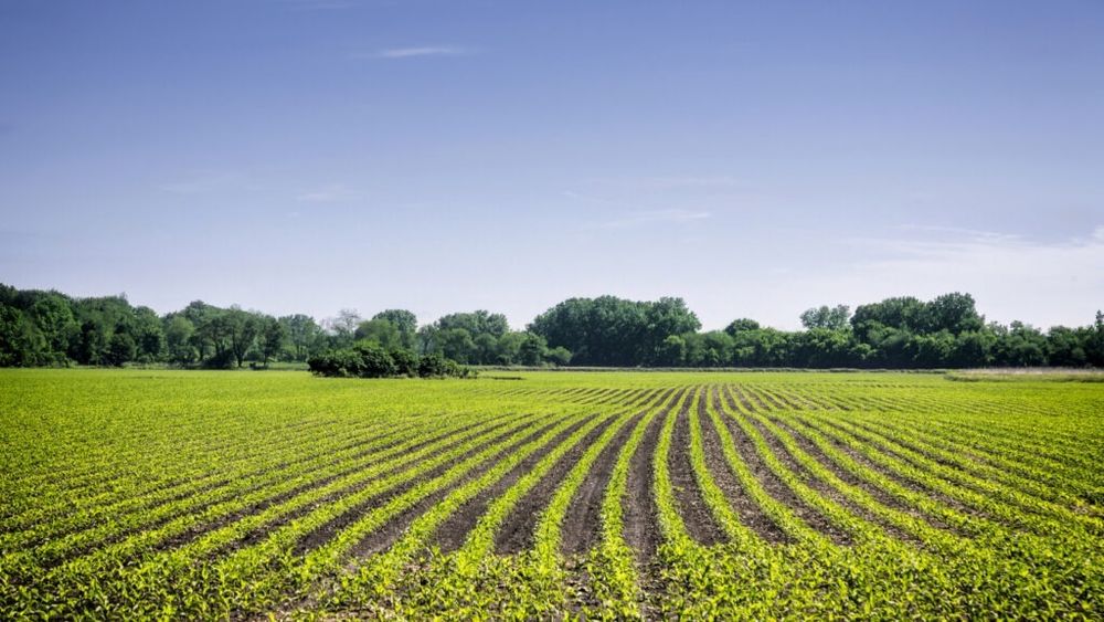 Liga Asociaţiilor Producătorilor Agricoli din România cere recunoaşterea agriculturii ca sector strategic de interes naţional