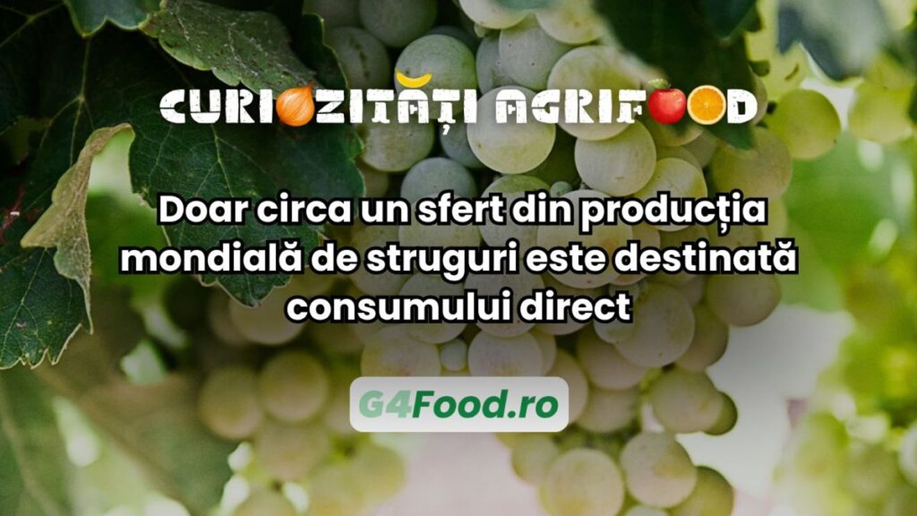 Curiozități agrifood: Doar circa un sfert din producția mondială de struguri este destinată consumului direct
