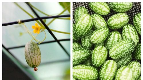 Ce sunt „cucamelons”, pepenii miniaturali cu gust de castravete și citrice / Sunt foarte apreciați în gastronomia modernă, fiind utilizați în salate, murături, cocktailuri și chiar ca garnitură pentru preparate sofisticat