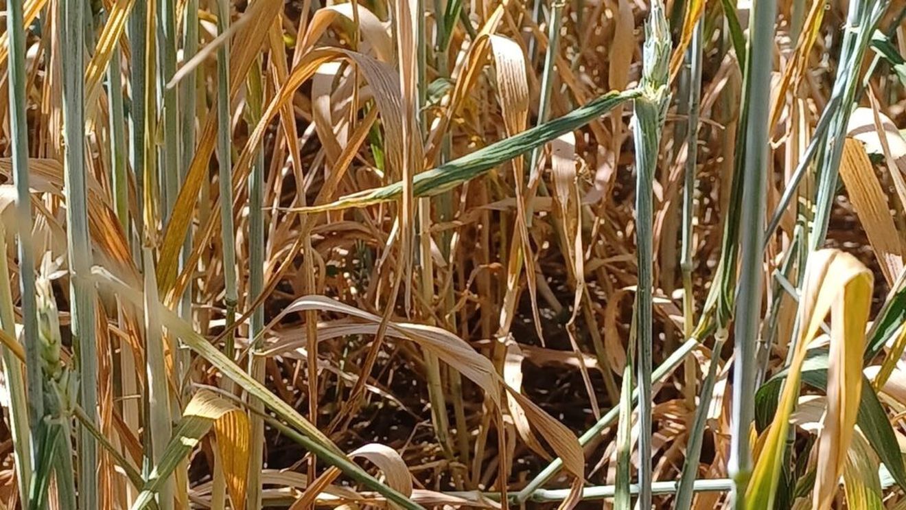 Seceta lovește pentru al treilea an consecutiv, în județul Vrancea / Culturile de grâu și orz, compromise