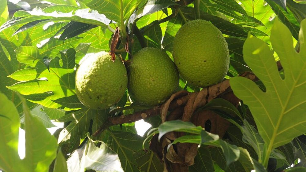 Cererea europeană de fructe de pâine (breadfruit) s-a dublat în 2024, iar în 2025 se va tripla/ Fiecare fruct de pâine cântărește 1,6 kg-3 kg, iar fiecare copac produce în jur de 200-500 de fructe pe an/ Fructul are textura pâinii proaspăt coapte și un gust asemănător cartofului