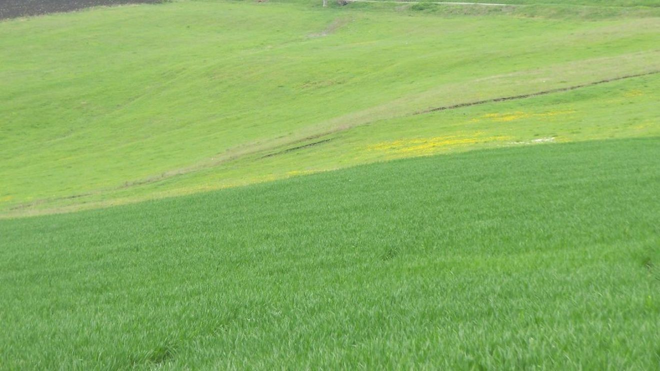 Noua cooperativizare agricolă: autoritățile folosesc zăhărelul fiscal în locul biciului din anii 50