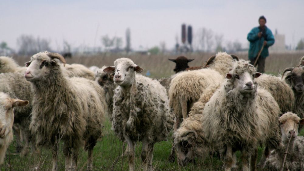 Crescătorii de ovine cer demisia șefului ANSVSA după blocarea exporturilor / ROMOVIS amenință cu proteste pe 23 iunie