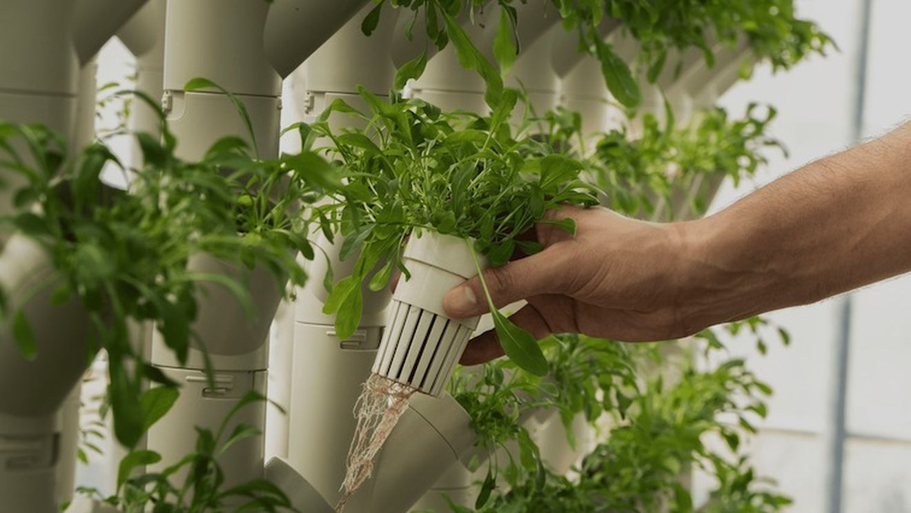 Studiu: plantele din culturi acvaponice oferă un profil nutrițional superior față de cele cultivate prin metode convenționale