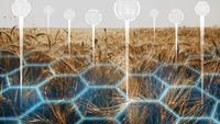 Grâu cu mai puțin gluten și porumb rezistent la secetă / Europa aprobă noile plante editate genetic