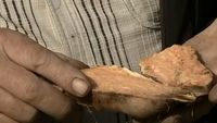 Leguma care crește în nisipul de la Dăbuleni și se coace în timp record. Noul soi are coajă roz și miez galben și ajunge la jumătate de kilogram în două luni. Cât costă kilogramul
