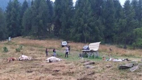 Un val imens de solidaritate a ajutat un crescător de vite din nordul Italiei să își refacă efectivul de animale, după ce i-au murit brusc și inexplicabil 47 vaci