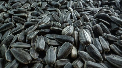 Argentina își crește exporturile de semințe de floarea-soarelui către Uniunea Europeană / Bulgaria și România se numără printre principalii cumpărători