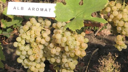Alb Aromat, soiul de struguri unic creat la Stațiunea Pietroasa. Ce secrete are „copilul” Tămâioasei Românești (VIDEO)