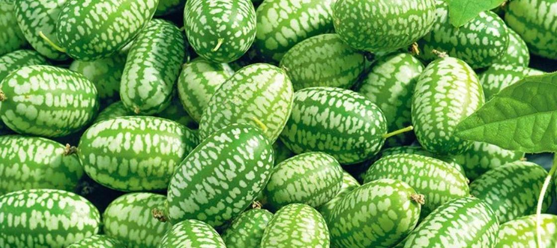 Apare o legumă nouă în grădinile românilor. Stațiunea de Cercetare Buzău va vinde din primăvară răsaduri de castraveți mexicani