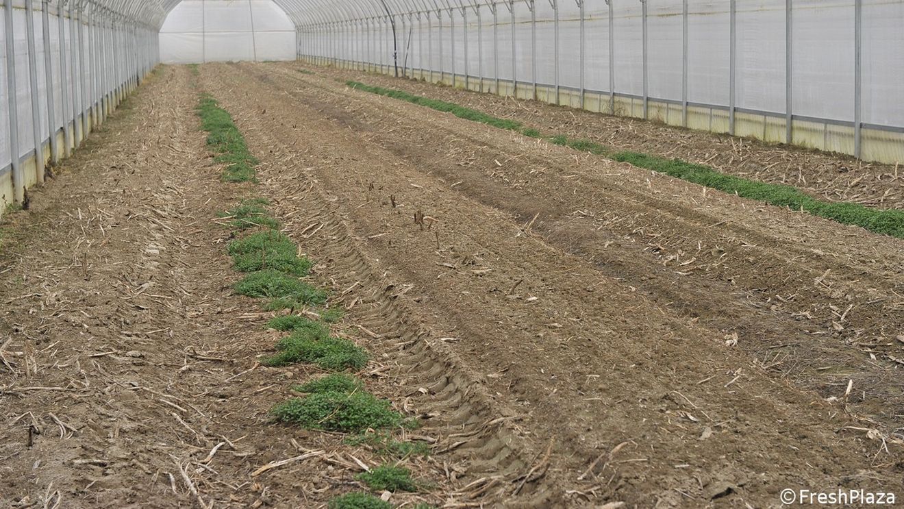 TVRInfo: Legumicultorii așteaptă ajutorul promis de guvern pentru încălzirea serelor