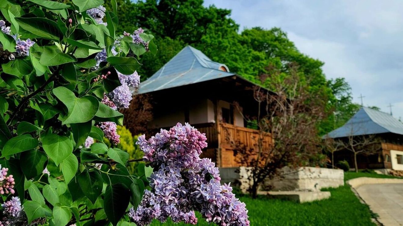Deliciile de la Mănăstirea Bujoreni: Ciorba falsă de burtă cu pleurotus şi pâinea de casă cu măsline