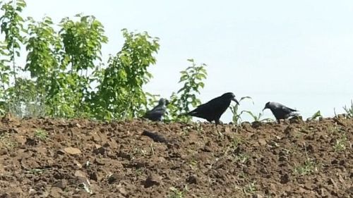 „Ciorile distrug tot”: Fermierii din mai multe zone ale țării se confruntă cu o problemă tot mai gravă: ciorile, guguștiucii și graurii le distrug culturile de porumb și floarea-soarelui