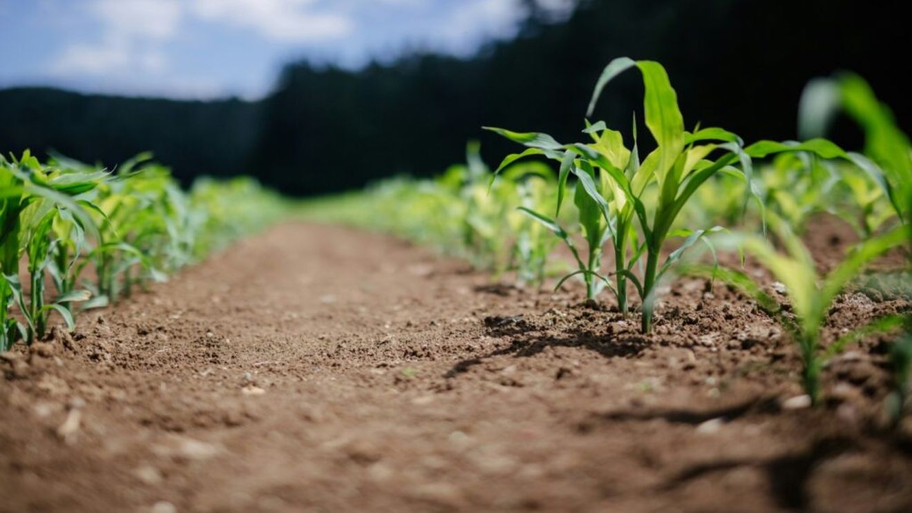 Șase motive pentru care avem nevoie de agricultura ecologică / Franța își extinde în fiecare an producția bio