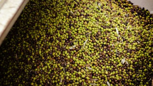 Poliția spaniolă a împiedicat furtul a jumătate de tonă de măsline în prima zi de strângere a recoltei