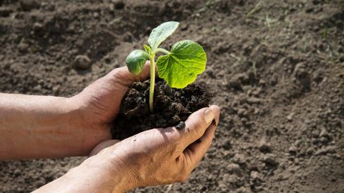 Raport global: Țările dezvoltate ignoră cea mai eficientă soluție climatică „aflată sub picioarele noastre”, solul sănătos / „Când lovesc secetele sau inundațiile, diferența pentru supraviețuirea fermelor și culturilor nu ține de noroc, ci de sol”