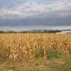 Recoltele de legume s-ar putea înjumătăți din cauza caniculei și secetei. Fermier: „Cumpărătorii vor vedea prețuri crescute sau produse importate”