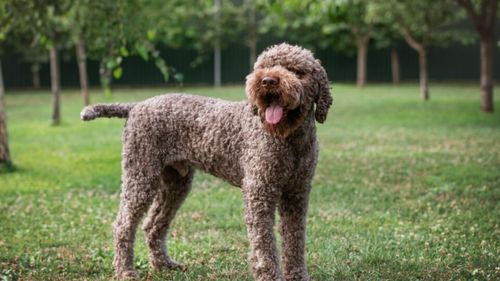 Cum ajunge un câine să simtă trufele în pământ? În Italia, un exemplar dresat începe de la 5000 de euro dar pot ajunge și la 15.000