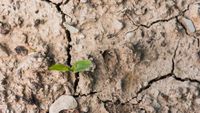Un „burete” biodegradabil ar putea păstra apa în sol / Un test făcut pe culturile de grâu a arătat că a crescut umiditatea solului și a stimulat activitatea biologică