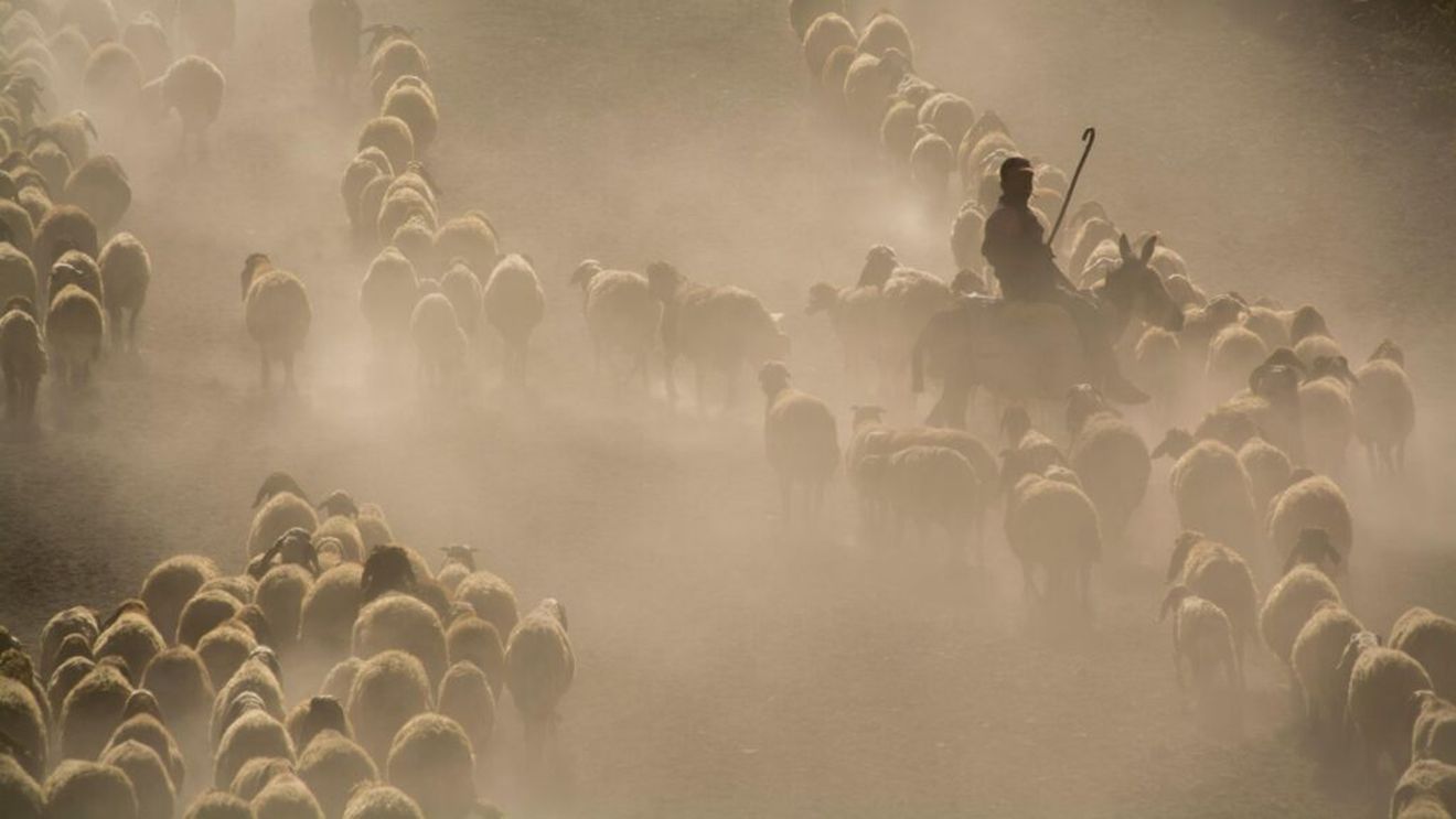 EXCLUSIV Numai zece crescători de oi și capre din România au accesat o măsură europeană prin care statul acoperă până la 70% din valoarea poliței de asigurare/Pesta micilor rumegătoare, boală eligibilă/”Nu s-au plătit fonduri pentru sectorul zootehnic, din cauză că fermierii au asigurat riscuri neeligibile” - AFIR