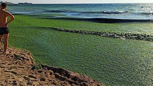 Australia se confruntă cu proliferarea unei alge toxice pe coasta sudică/Aceasta pune în pericol pescuitul și sute de specii marine