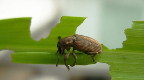 Parlamentul francez a votat pentru readucerea în legalitate a unui pesticid interzis de UE în câmp deschis