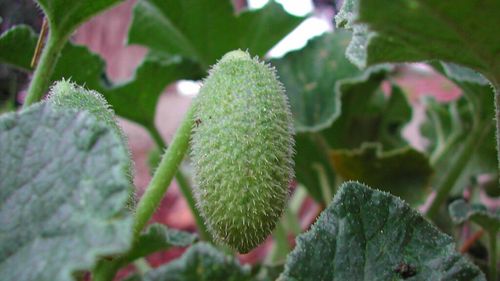 Misterul „castravetelui exploziv” a fost rezolvat de oamenii de știință! Când este copt, fructul cade de pe tulpină și își proiectează semințele cu o viteză de 72 km/h, acestea ajungând la distanțe de până la 10 metri. Totul durează doar 30 de milisecunde (VIDEO)