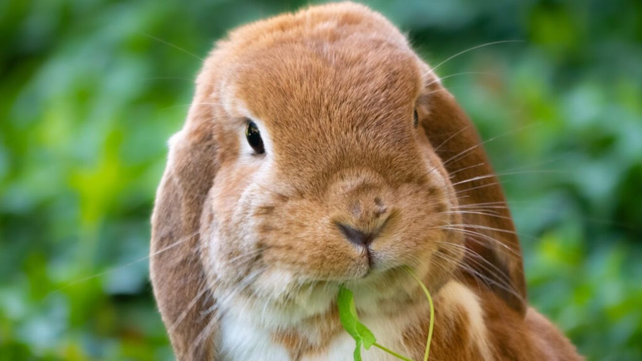 Un crescător de iepuri din Bistrița Năsăud spune cum îi răsfață: „Le plac frunzele de păpădie teribil. Roşcovele sunt un fel de ciocolată pentru ei” / Medicul veterinar oferă sfaturi pentru cei care doresc astfel de animale de companie